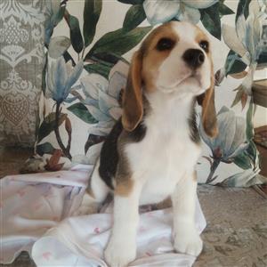 Beagle puppy