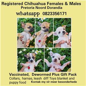 Chihuahua Puppies 