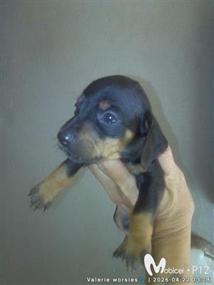 Daschund female