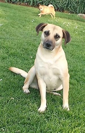 Labrador 