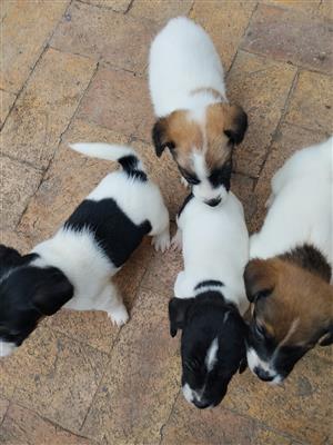 Jack russell puppies