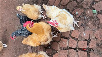 Buff Orpington roosters and hens