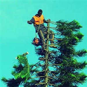Tree felling  cutting down big and small trees contact us for service 0840200023 