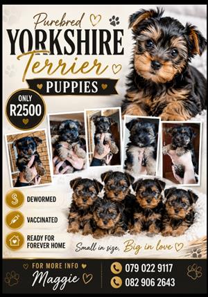 Purebred Yorkshire terrier puppies 