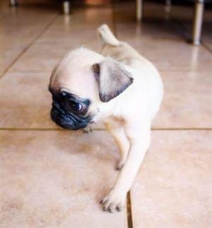 Cute Pug Puppies available