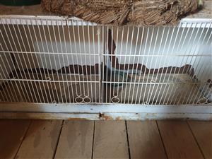 Various bird aviaries and cage for sale