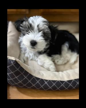 Morkie puppies