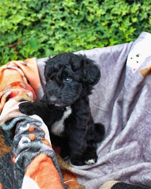 Border Collie Poodle Mix- Bordoodle, Border Doodle