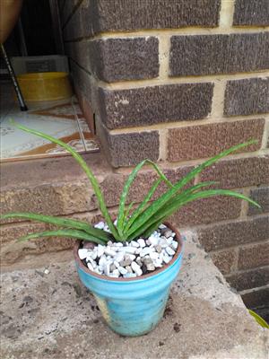 Aloe Vera plants for sale 