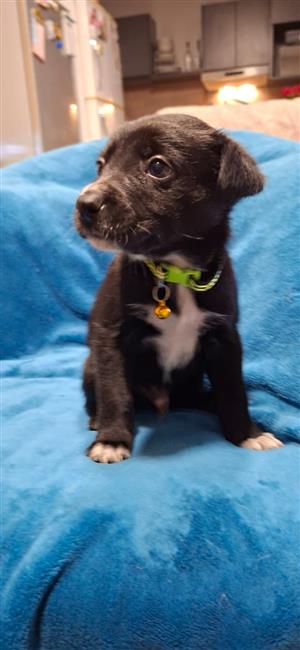 Border Collie x Australian Kelpie Puppies for Sale