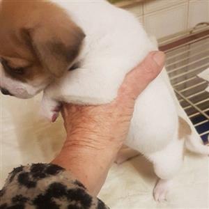 Short legged J Russell