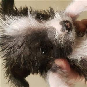 Morkie puppy