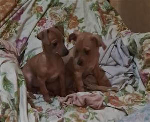 Miniature pinscher puppies 