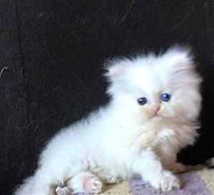 Persian kittens 