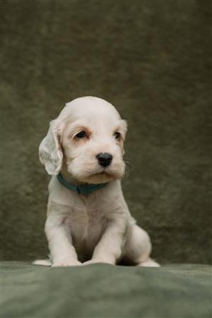 Cocker Spaniel