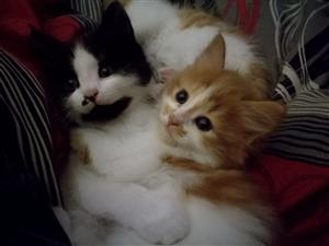 kittens for sale northern suburbs