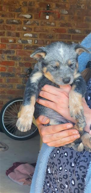 Australian cattle dog 
