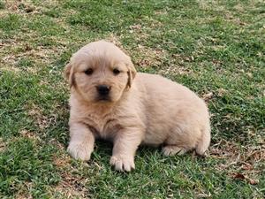 Gorgeous Golden Retriever puppies available