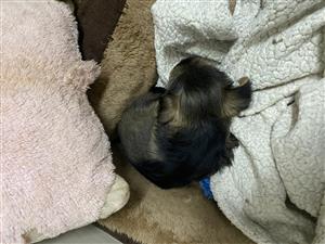 Schnauzer/ Yorkie puppies