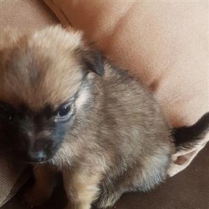 Jack Russell X Morkies