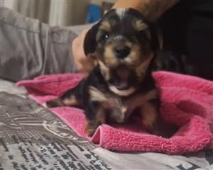 1x male and 1x female yorkie puppies for sale 