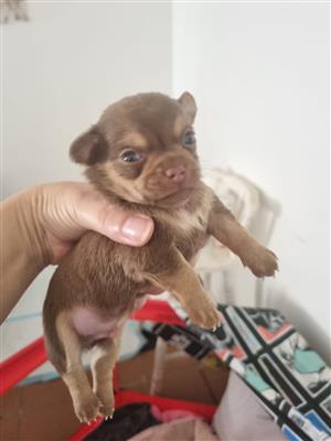 Adorable Male Chihuahua Puppy for Sale 