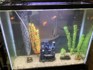 40 gallons fish tank 