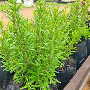 Rosemary Bushes 3 L Bags R53 A Bag  GARDEN MARKET PLACE  NO 1 Gardens Road. HILLCREST