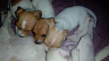 Short leg Jack Russell terrier puppies 