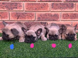 Beautiful French bulldog puppies available