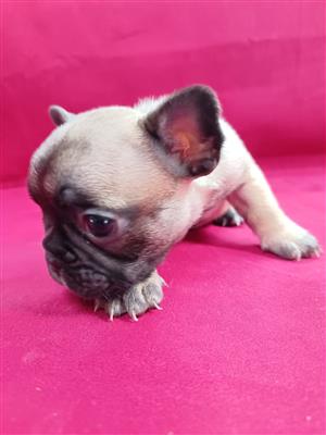 Frenchie French Bulldog