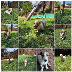 Jack Russel Puppies for sale