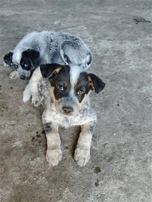 Australian Cattle Dog Puppies For Sale