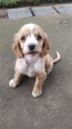 Gorgeous golden Cocker Spaniel girl 