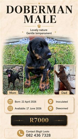 Doberman male large breed