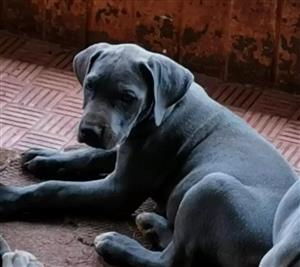 Gorgeous Giant breed Great Dane puppies available 
