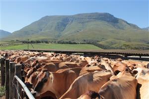 Farm For Sale in Riversdale Rural