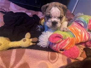 English bulldog puppies 