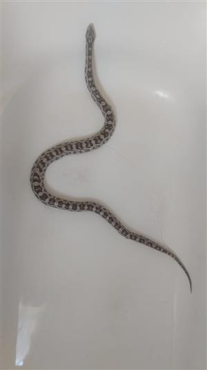 Corn snake and cage 