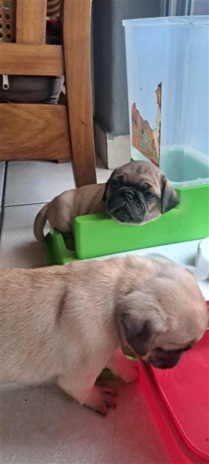 Pug puppies available 2 females 2 males. Ready for new homes