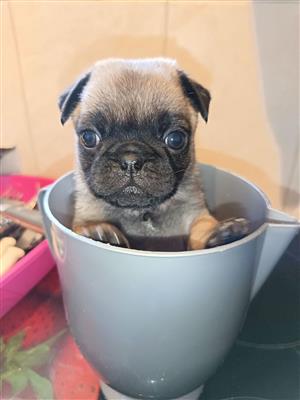 Cute Pug puppies