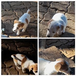 Jack russel puppies. 2males 2 females.