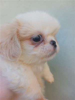 Male Pekingese puppies 