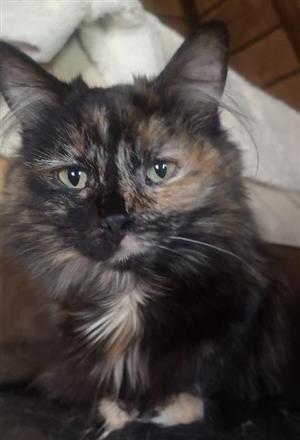Kitten 