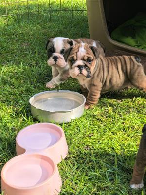 Gorgeous English bulldog puppies available