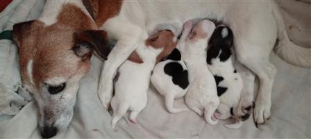 Jack Russel Terrier Puppies 