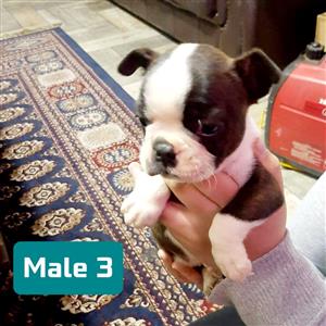 8 weeks old Boston Terrier puppies 3 males left 