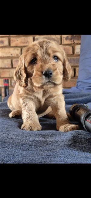 Golden Cocker Spaniel Puppies 