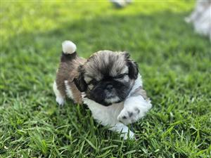 Piqunees puppies available Born 