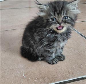 Purebred persian kitten 